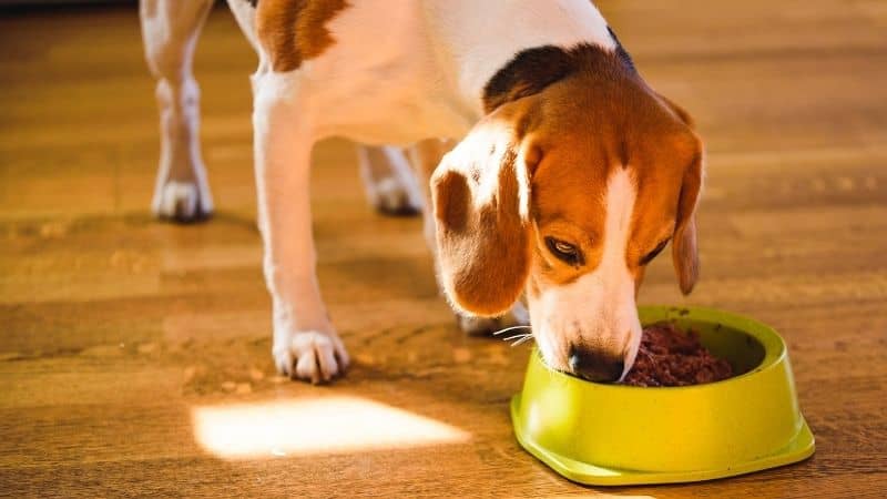 Best Dog Food for Diarrhea in 2024:  Dietary Solutions for Canine