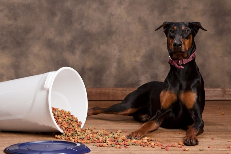 Best Dog Food for Dobermans