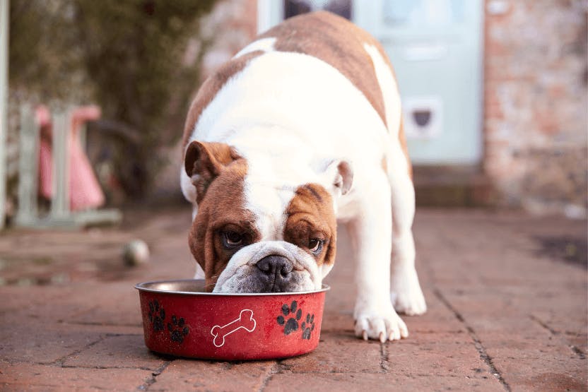 Best Dog Food for English BullDogs in 2024: Selecting the Optimal Nutrition