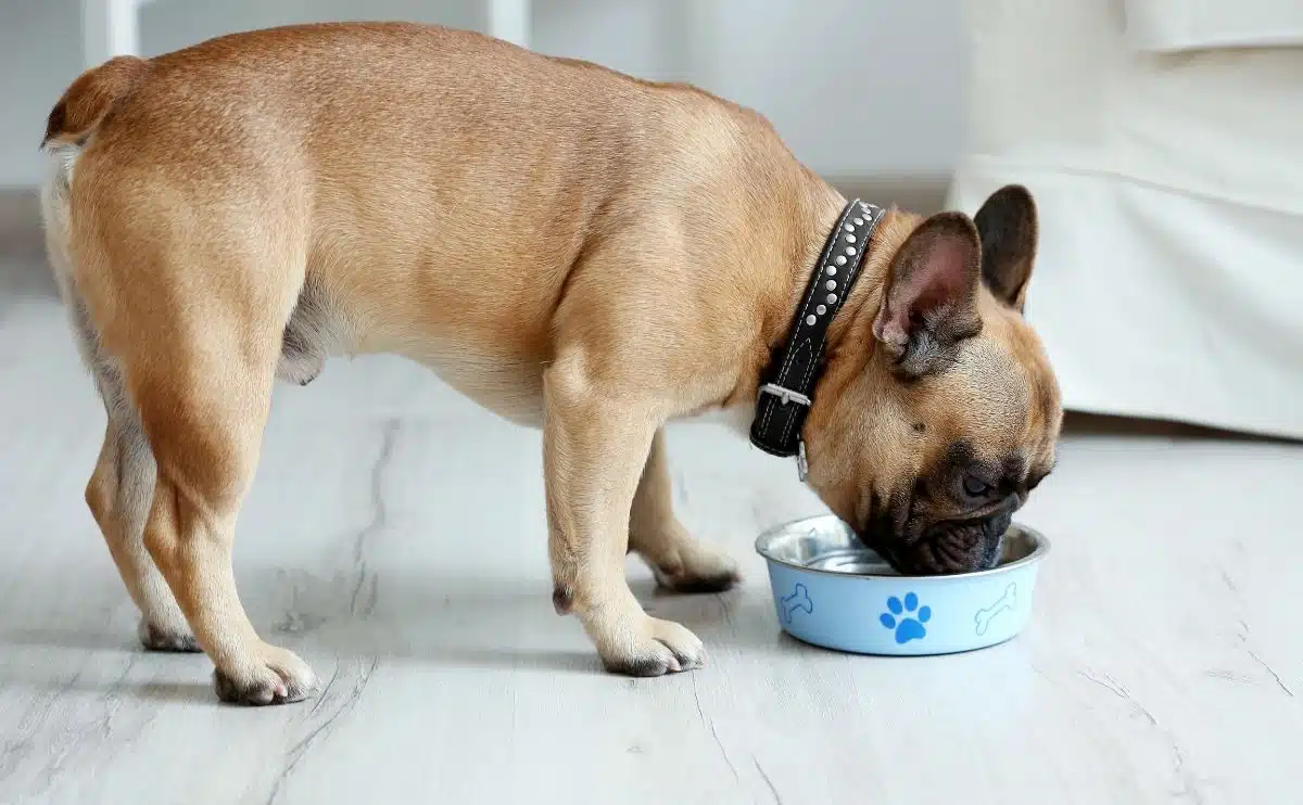 Best Dog Food for French Bulldogs in 2024