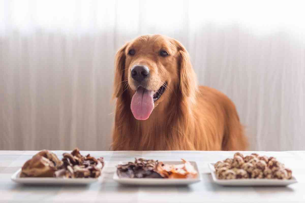 Best Dog Food for Golden Retrievers