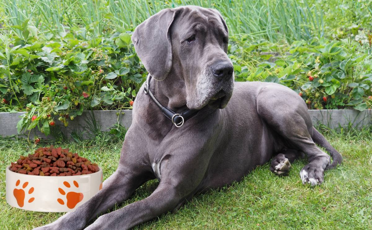 Best Dog Food for Great Danes in 2024: Gentle Giants’ Diet