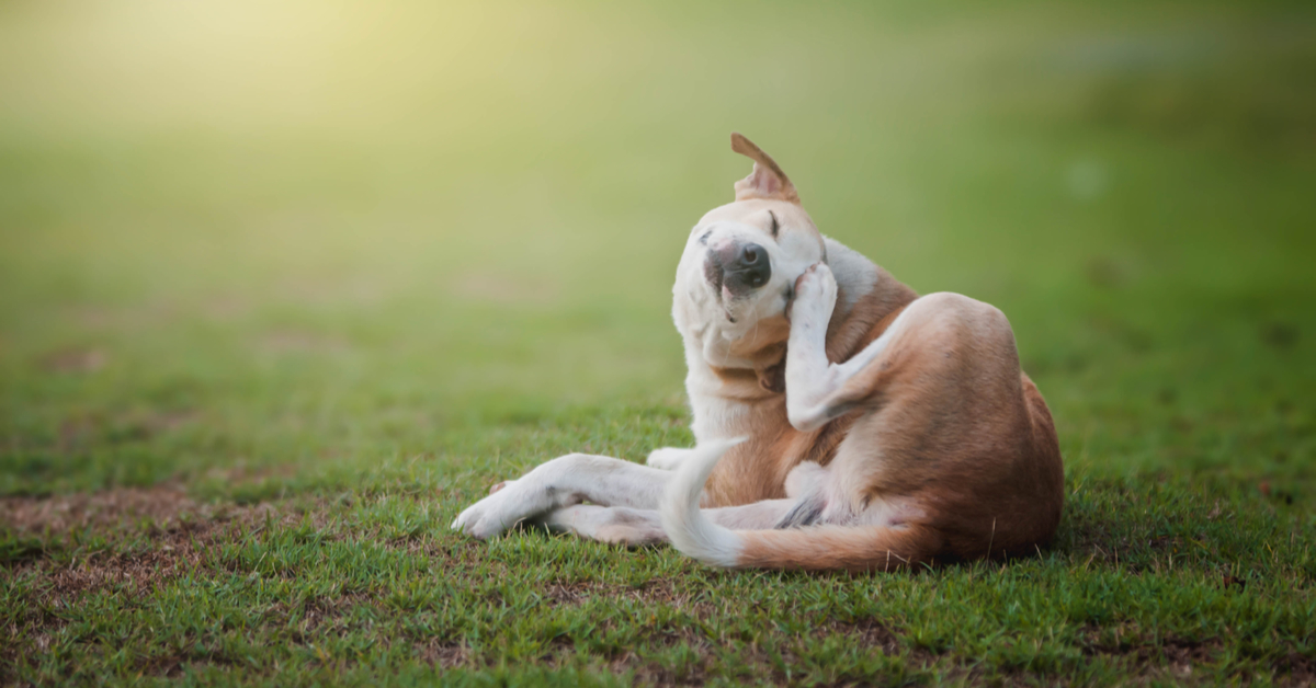 Best Dog Food for Itchy Skin