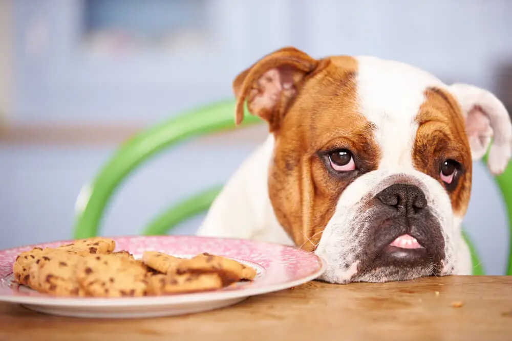 Best Dog Food for Dogs with Pancreatitis