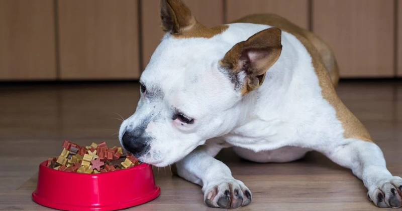 Best Dog Food for Pitbulls