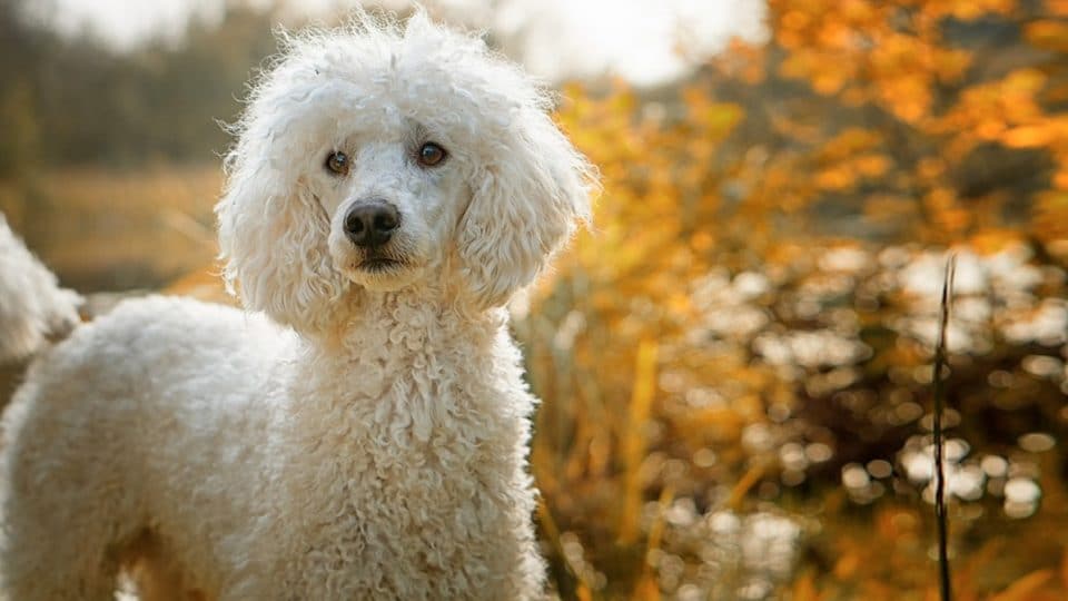 Best Dog Food for Toy Poodles