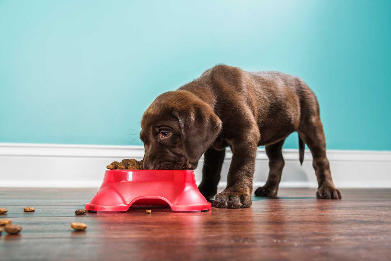 Best Dog Food for Puppies: Nourishing the Next Generation