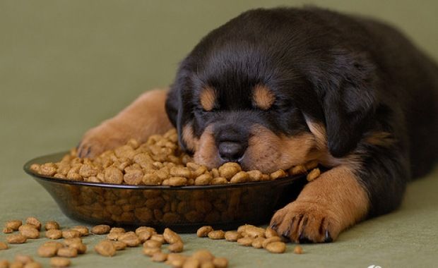 Best Dog Food for Rottweilers