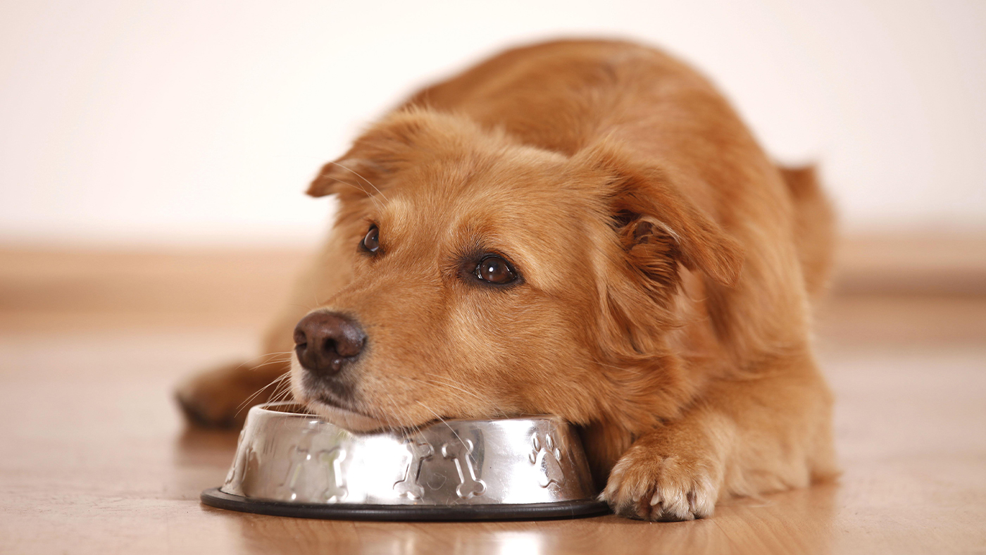 Best Dog Food for Sensitive Stomach and Diarrhea