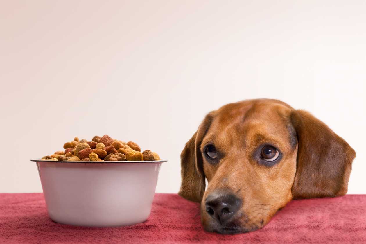 Best Dog Food for Sensitive Stomachs: Selecting the Gentle Nourishment