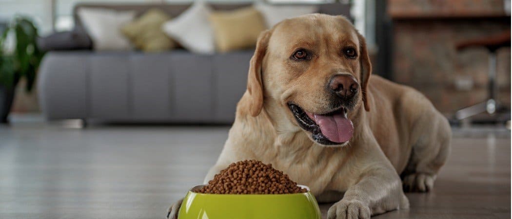 Best Dog Food for Shedding in 2024: Nutrition for a Lustrous Coat