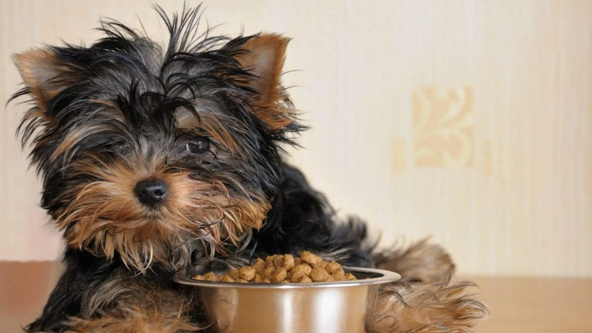 Best Dog Food for Yorkies in 2024