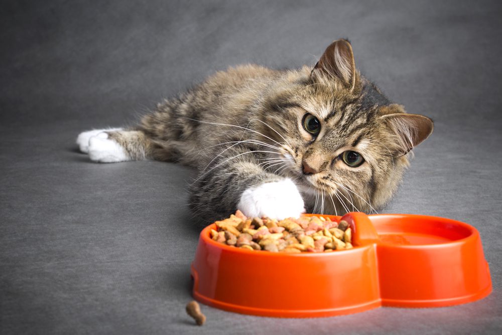 Best Dry Cat Food for Sensitive Stomachs