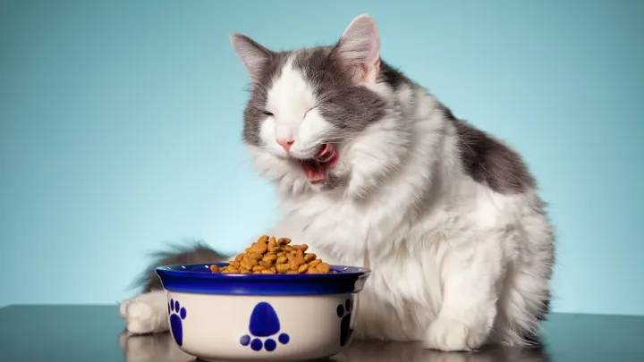 Best Dry Cat Food in 2024: The Comprehensive Guide