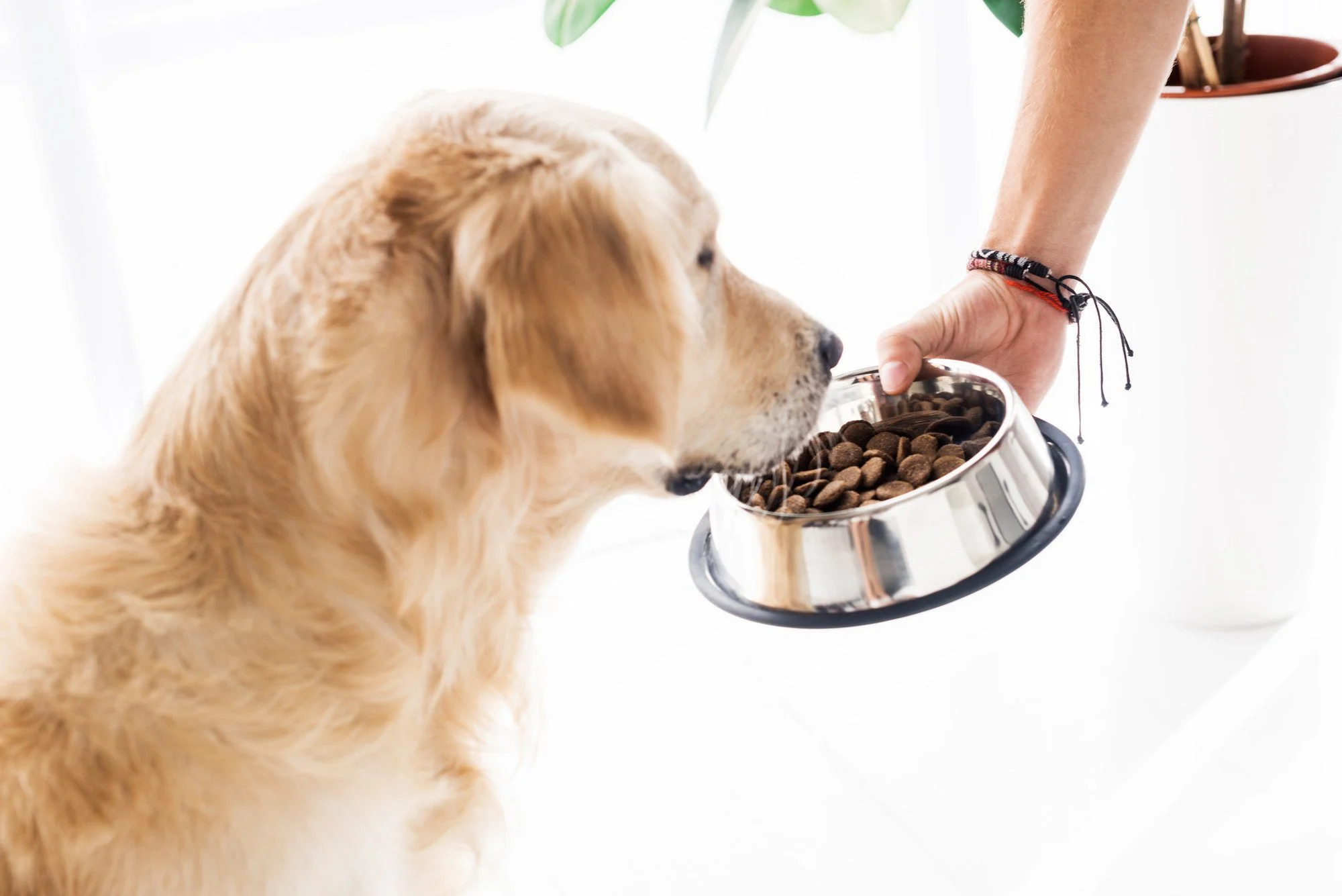 Best Dry Dog Food for Large Breeds in 2024