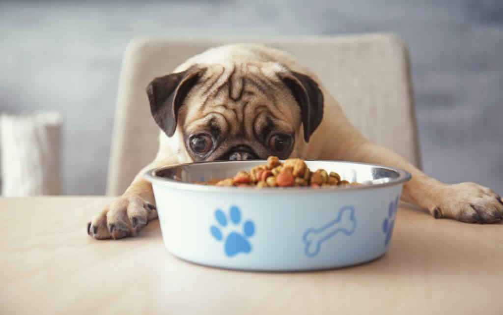 Best Dry Dog Food for Sensitive Stomach