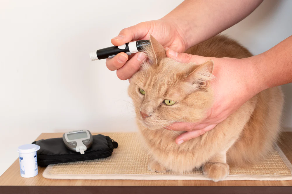 Best Food for Diabetic Cats in 2024: Specialized Nutrition for Feline Diabetes