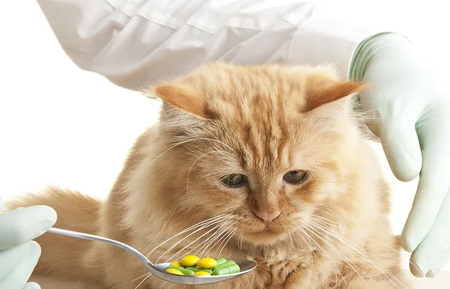 Best Foods to Hide Cat Pills in 2024: Mastering Medication