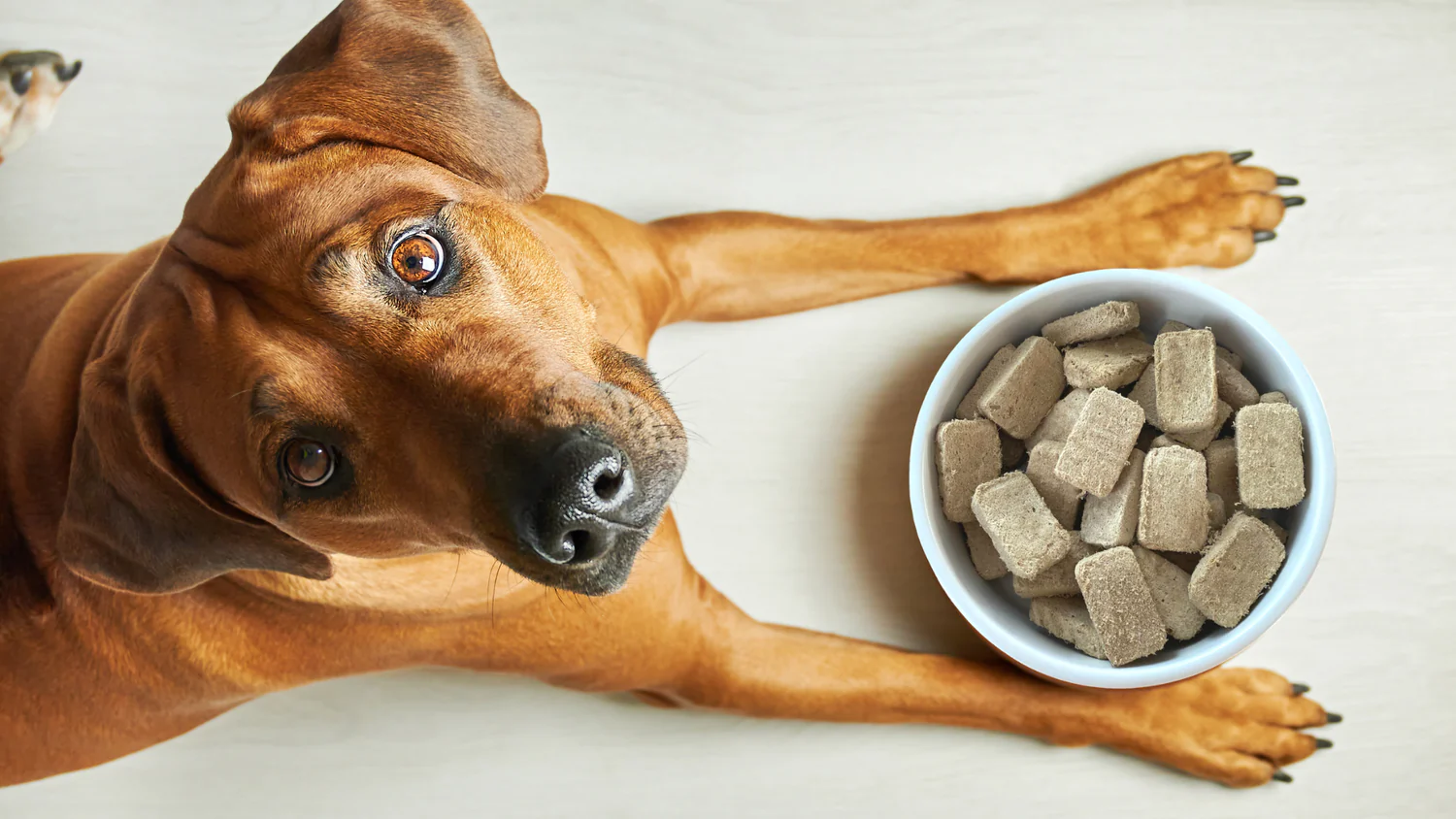 Best Freeze-Dried Dog Foods in 2024