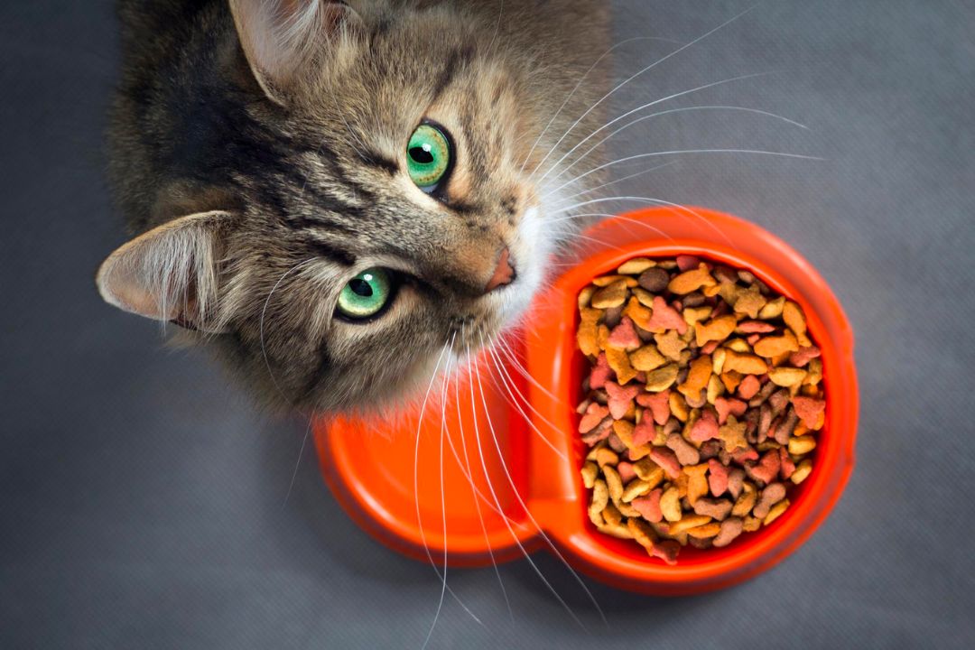 Best GrainFree Cat Food