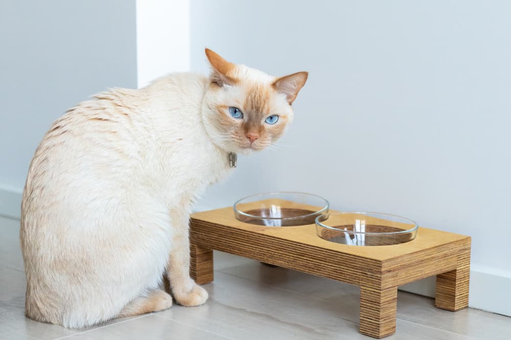 Best Non Prescription Cat Food for Urinary Crystals in 2024: Optimal Diet for Urinary Health