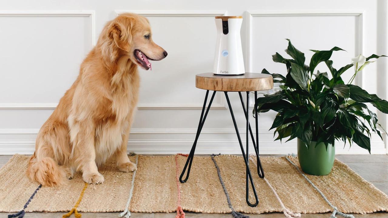 Best Pet Cameras of 2024: Keep an Eye on Your Furry Friends