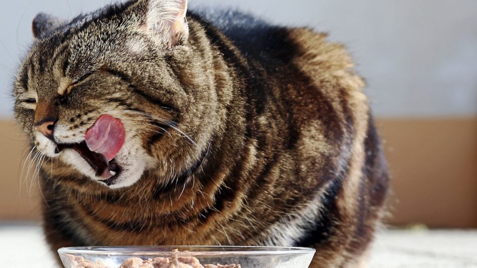 The Best Wet Cat Food for Sensitive Stomachs in 2024: Gentle Choices for Feline Digestion