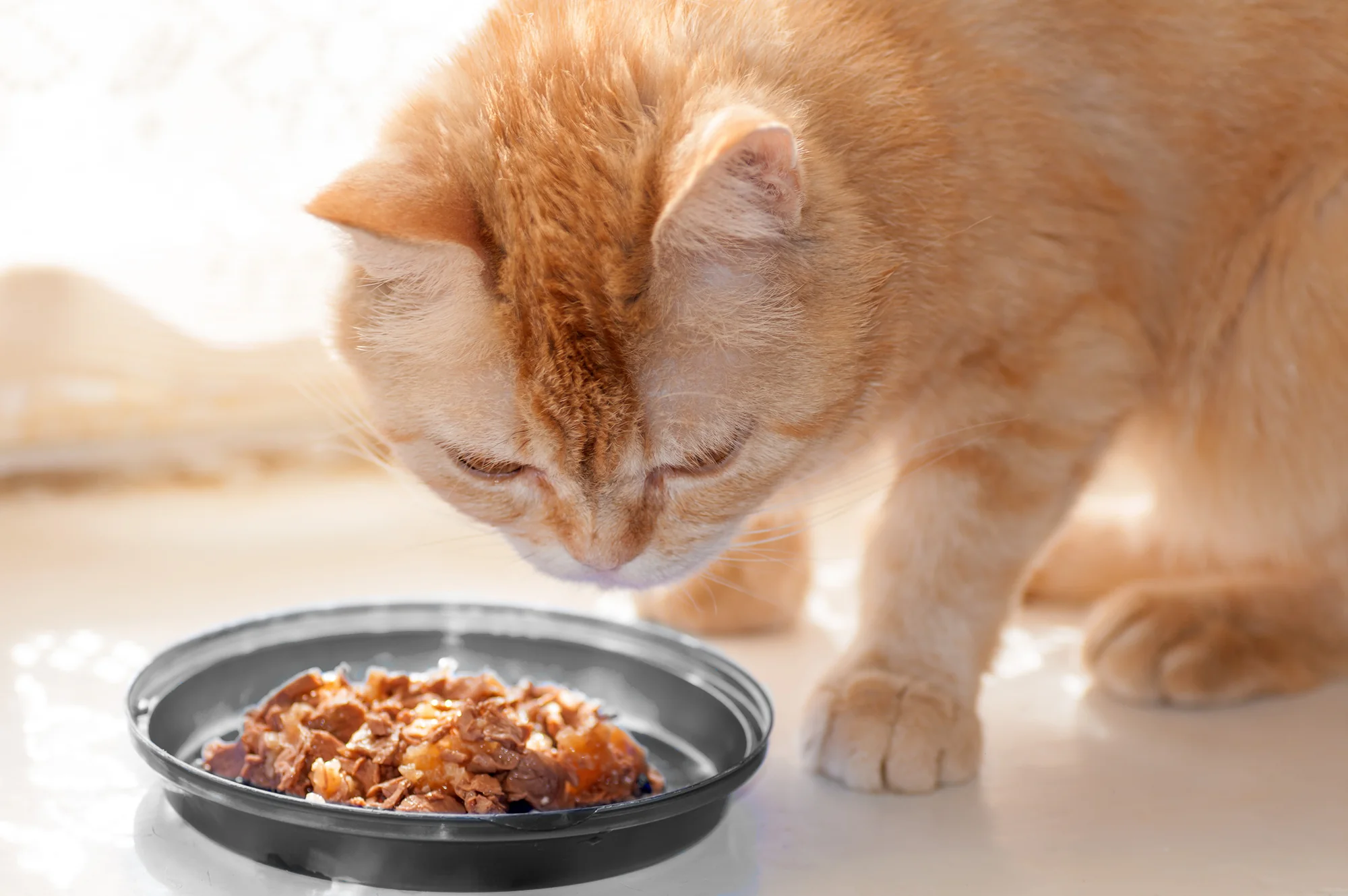 Best Wet Cat Food in 2024:  Discovering the Nourishing Choices