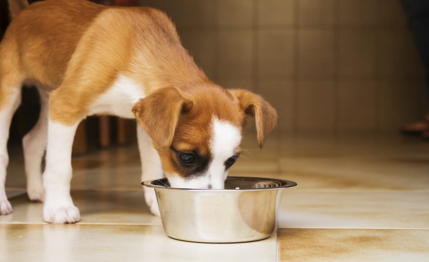 Best Dog Food for Acid Reflux