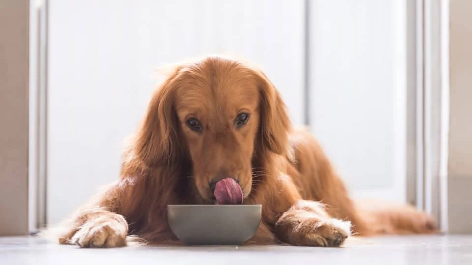 best dog food for Golden Retriever