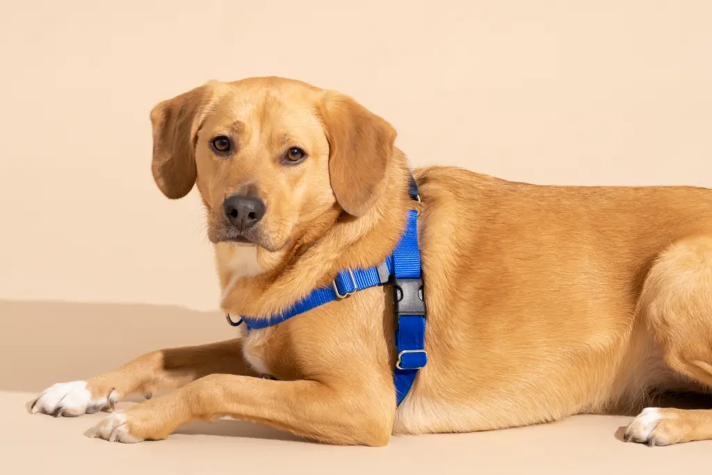 Best Dog Harness