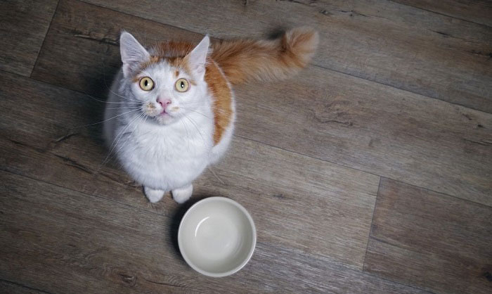 How Long Can a Cat Go Without Food? The Critical Timeline