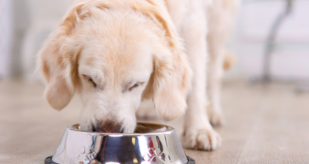 How Much Protein Is in Dog Food