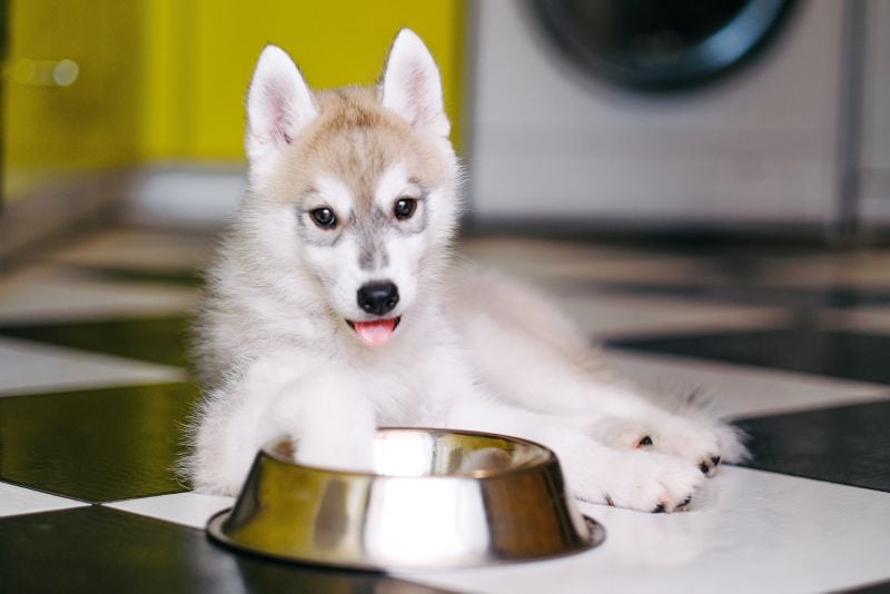 Best Dog Food for Siberian Husky