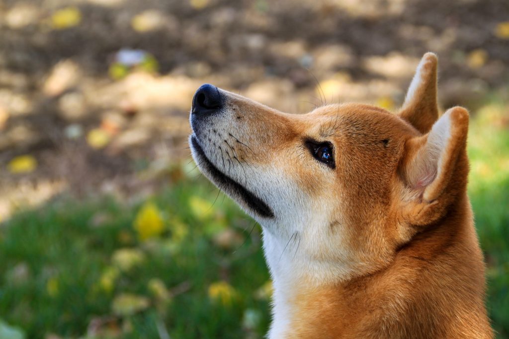 Best Dog Food for Shiba Inu