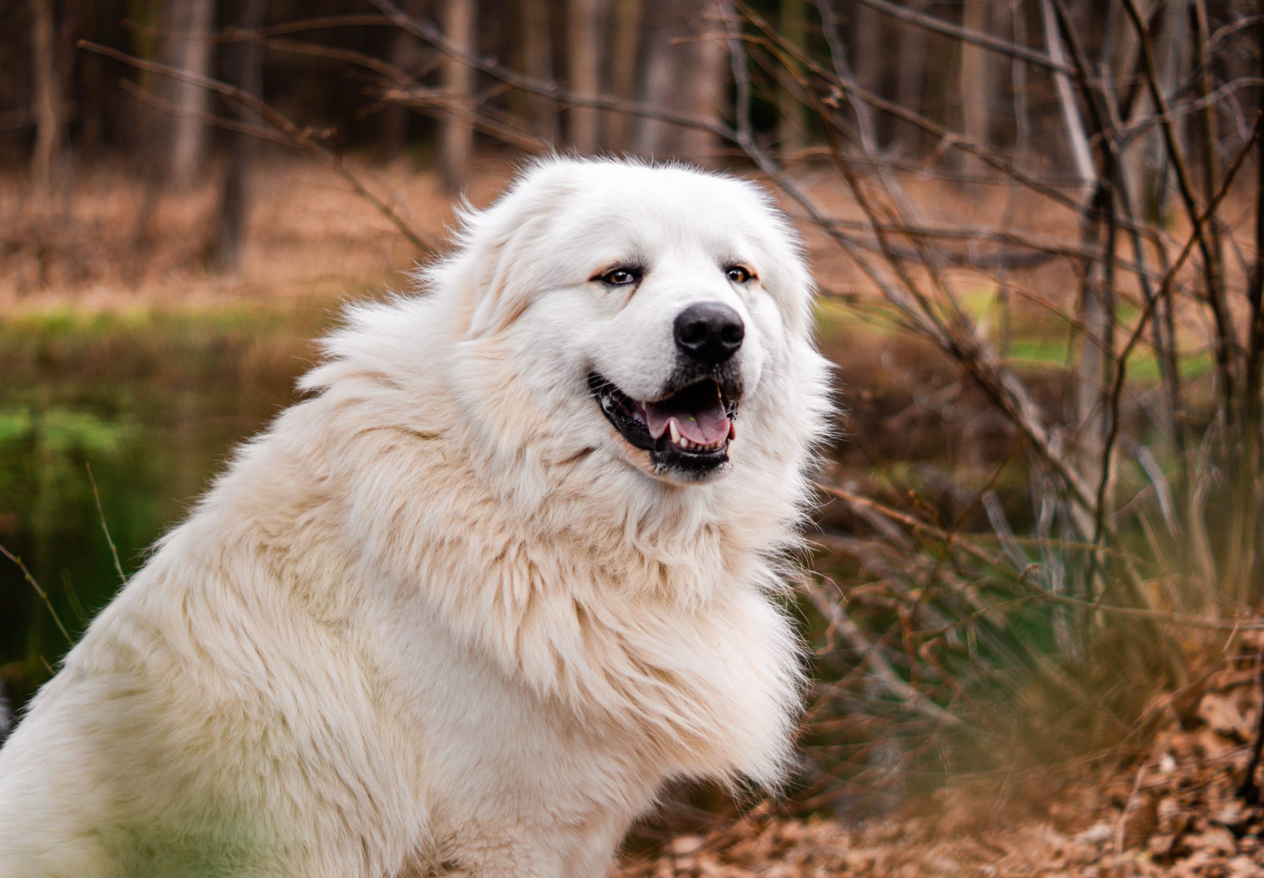 Best Dog Food for Great Pyrenees