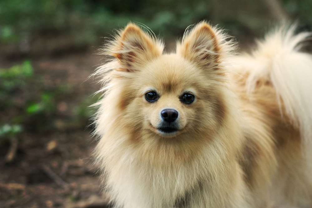 Best Dog Food for Pomeranians