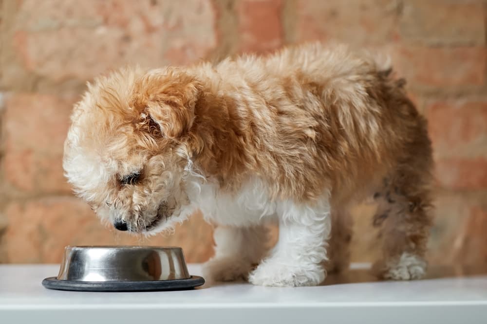 When to Switch to Adult Dog Food