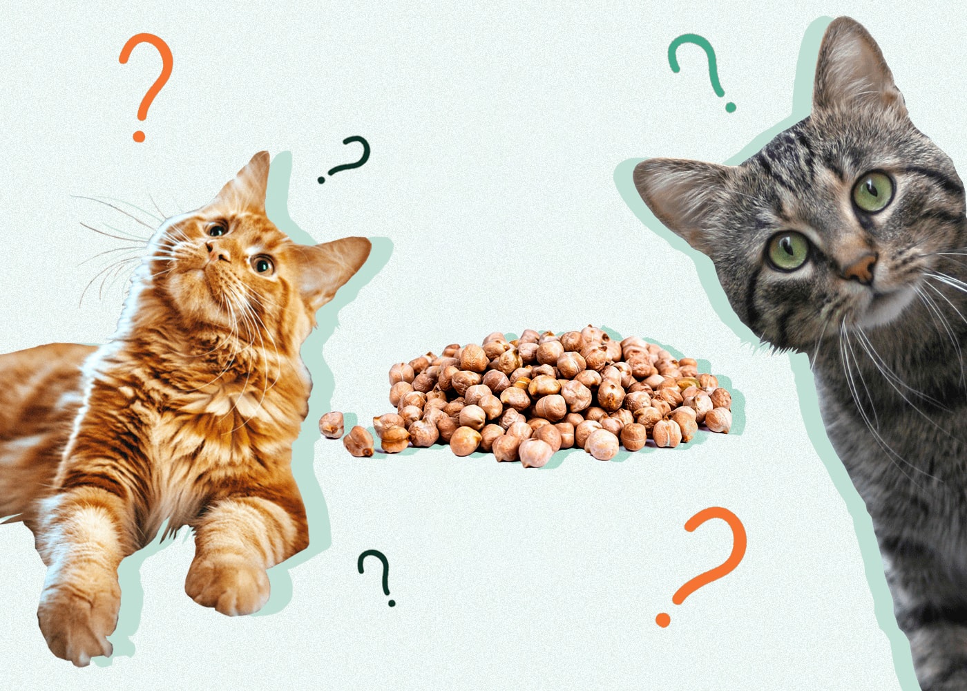 What Can Cats Eat Besides Cat Food? Exploring Nutritious and Safe Alternatives
